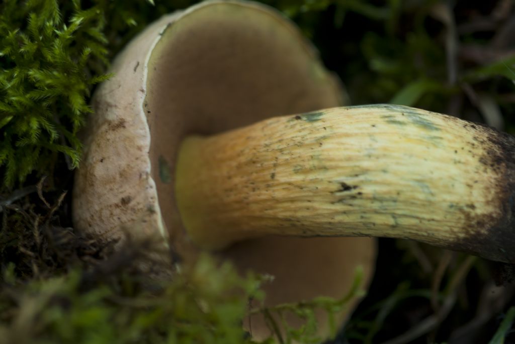 Boletus o leccinum